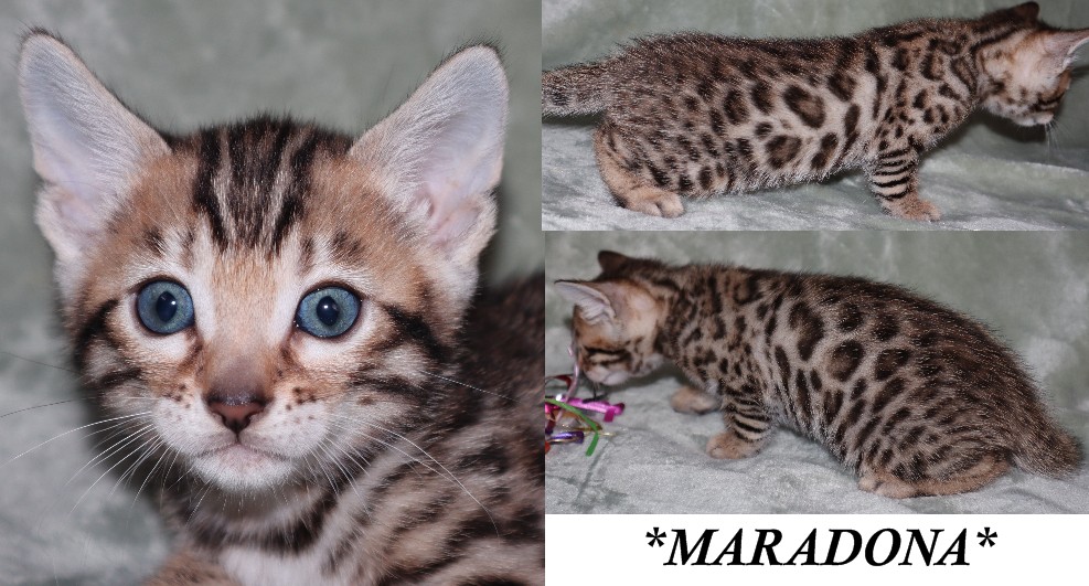 Maradona 5 Weeks