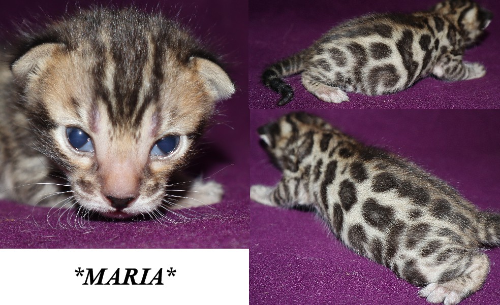 Maria 2 Weeks