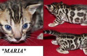 Maria 3 Weeks