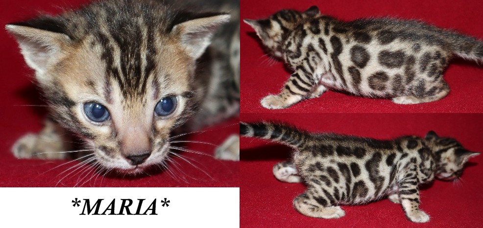 Maria 3 Weeks