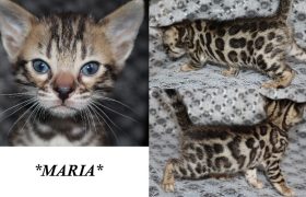 Maria 4 Weeks