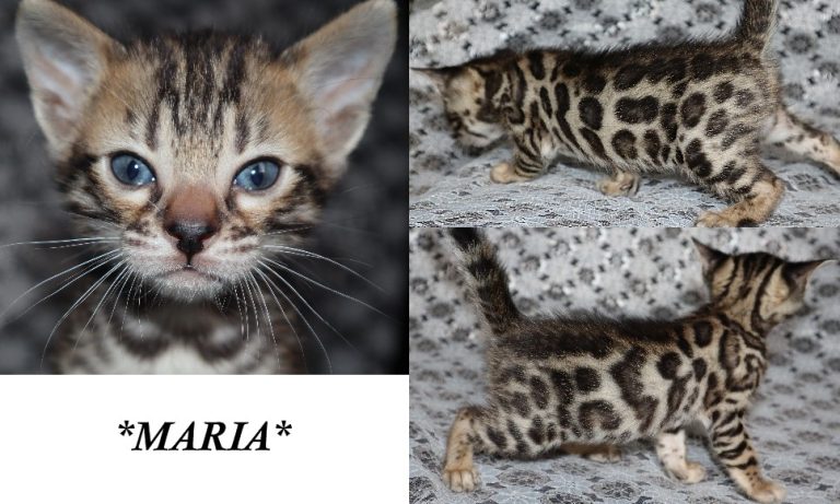 Maria 4 Weeks