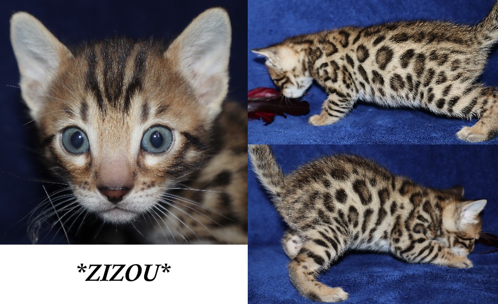 Zizou 4 Weeks