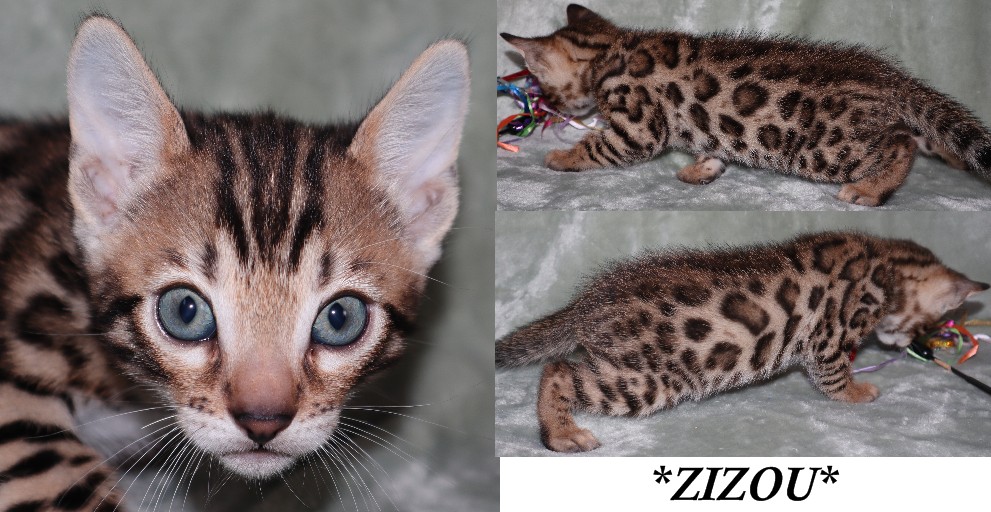 Zizou 5 Weeks