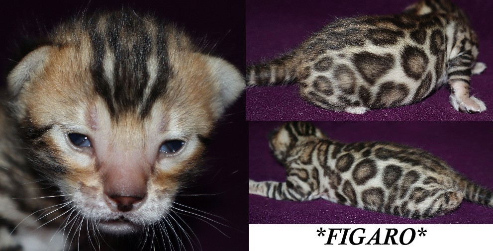 Figaro 2 Weeks
