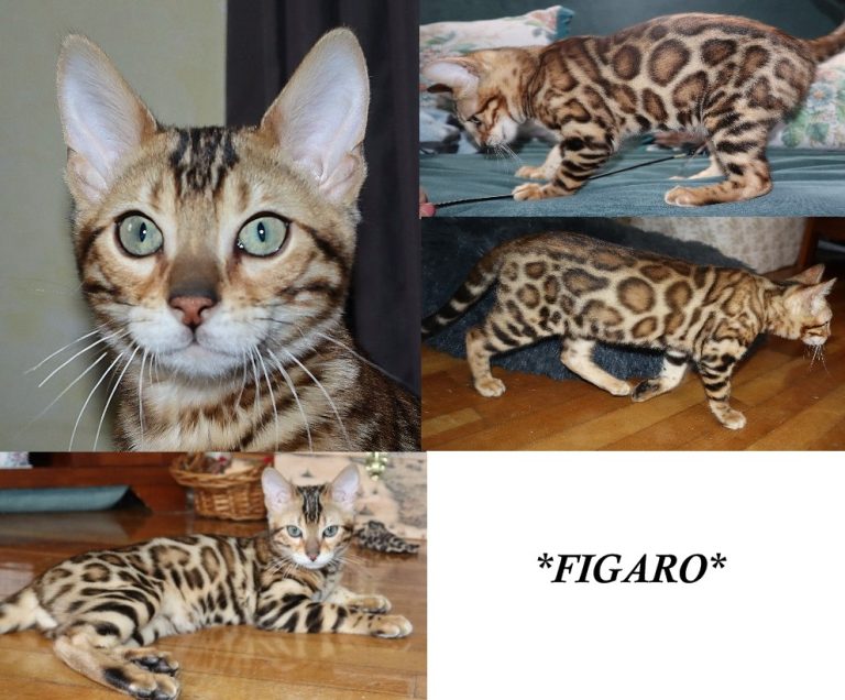 Figaro 15 Weeks