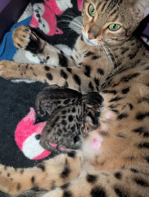 Prometheus and Cataline 1