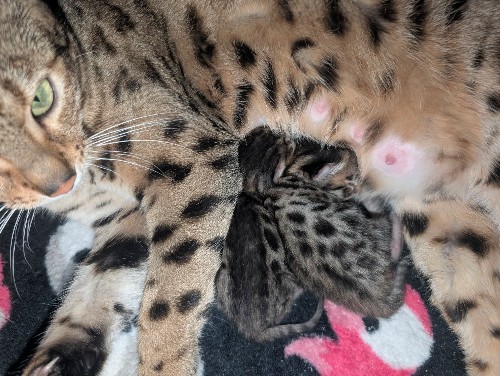 Prometheus and Cataline 2