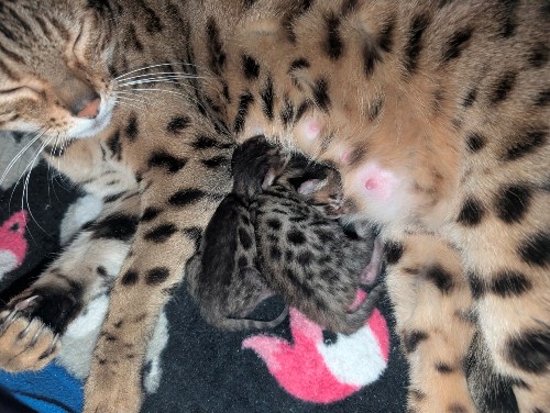 Prometheus and Cataline 3