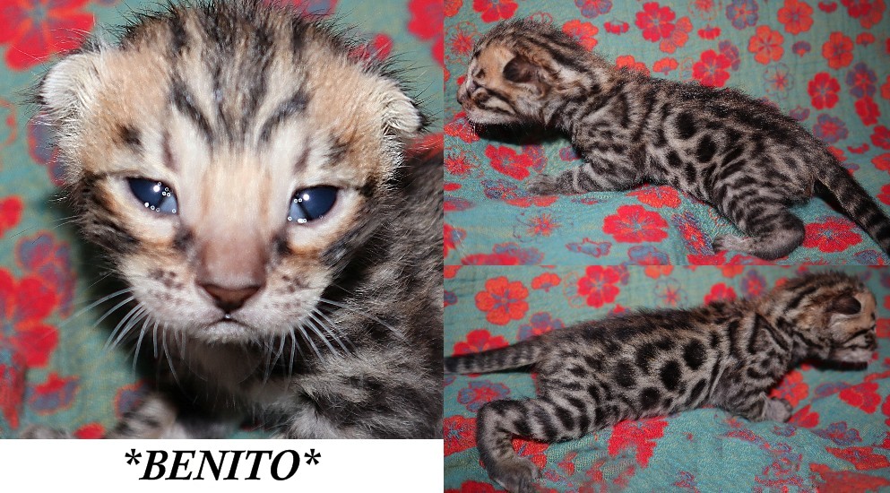 Benito 2 Weeks