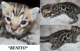 Benito 3 Weeks