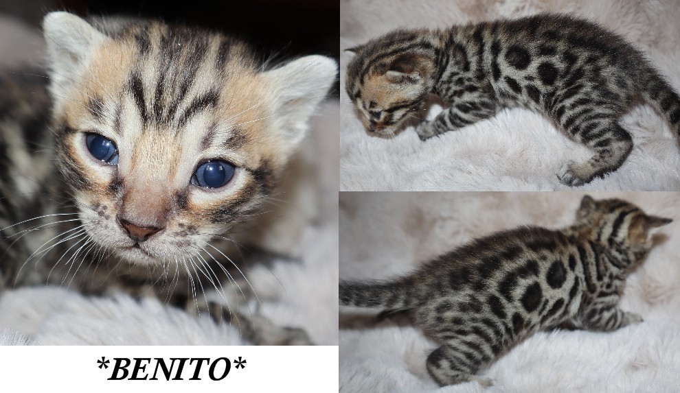 Benito 3 Weeks