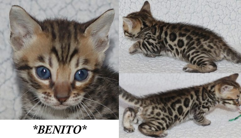 Benito 5 Weeks