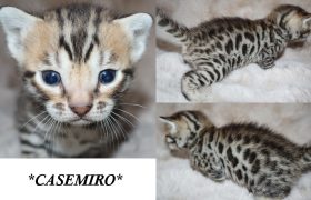 Casemiro 3 Weeks
