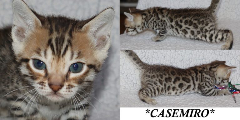Casemiro 5 Weeks