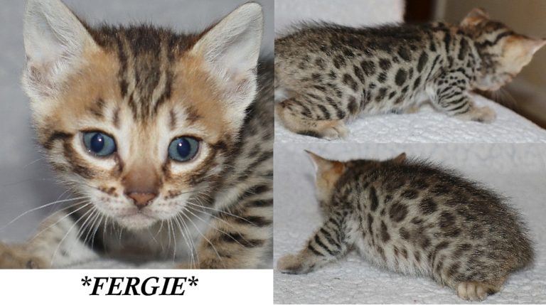 Fergie 5 Weeks