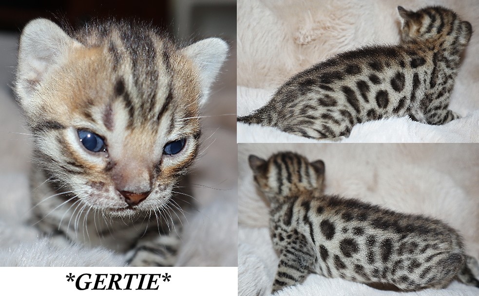 Gertie 3 Weeks
