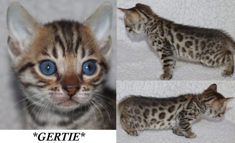 Gertie 5 Weeks