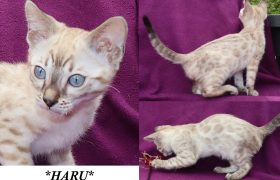 Haru 10 Weeks
