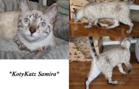 KotyKatz Samira