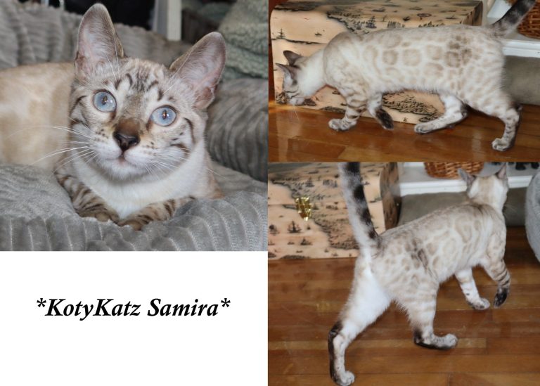KotyKatz Samira