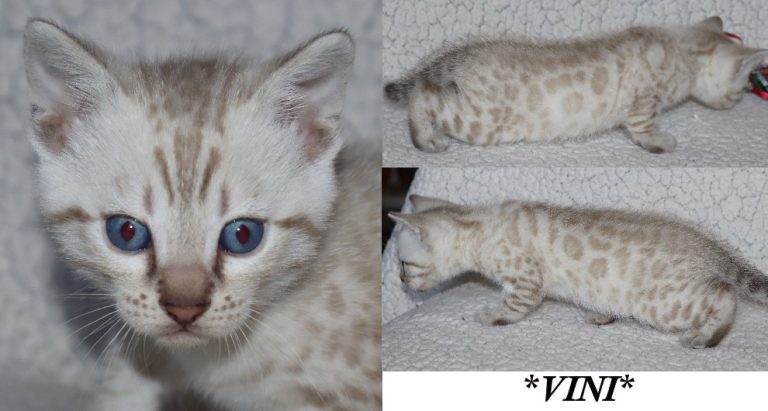 Vini 5 Weeks
