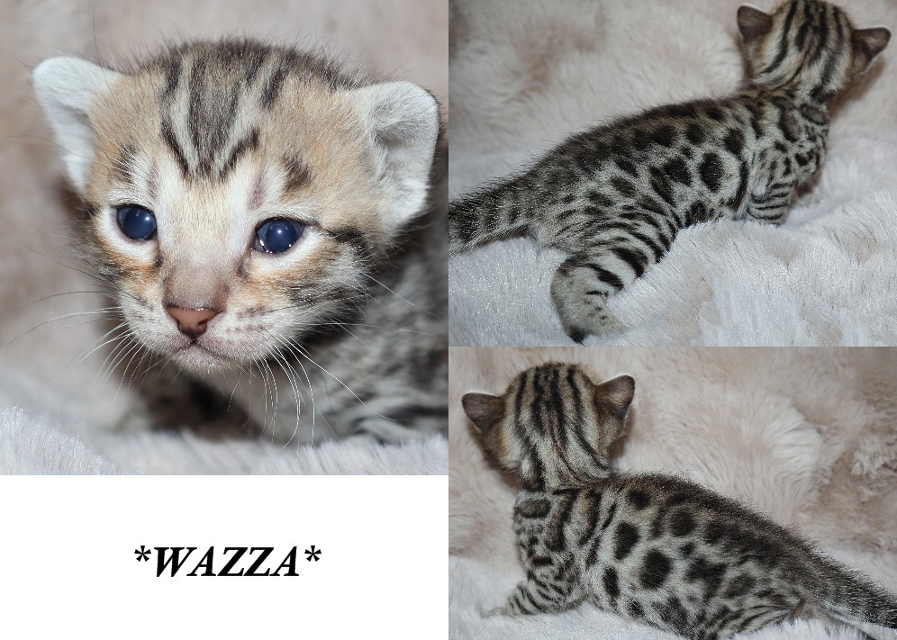 Wazza 3 Weeks