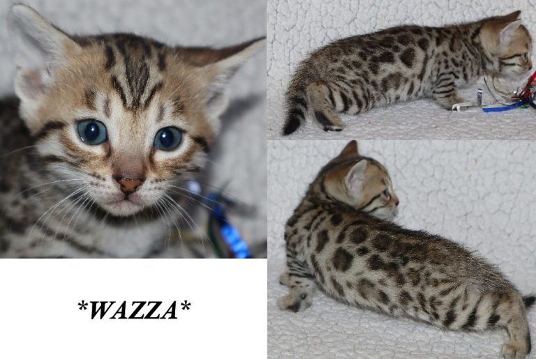 Wazza 5 Weeks