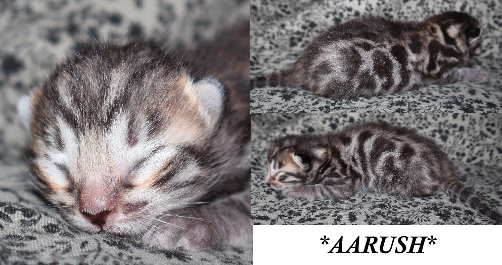 AArush 1 Week