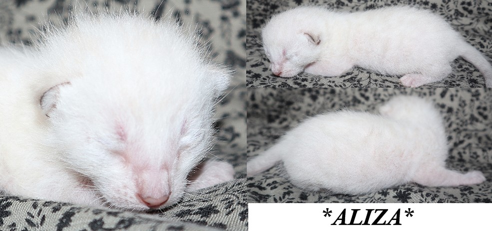 Aliza 1 Weeks