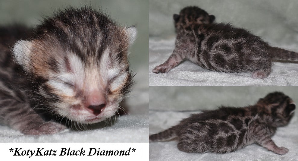 Black Diamond 1 Week