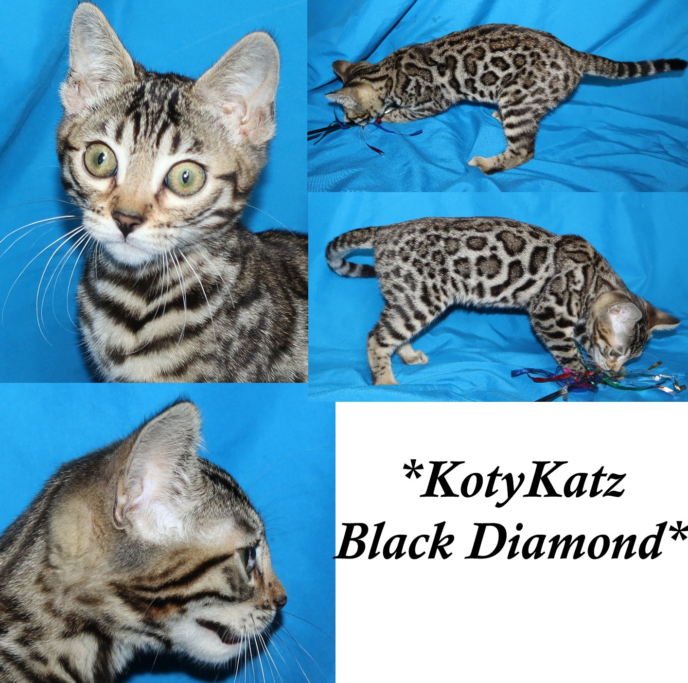 Black Diamond 14 Weeks