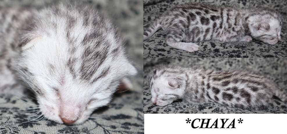 Chaya 1 Week
