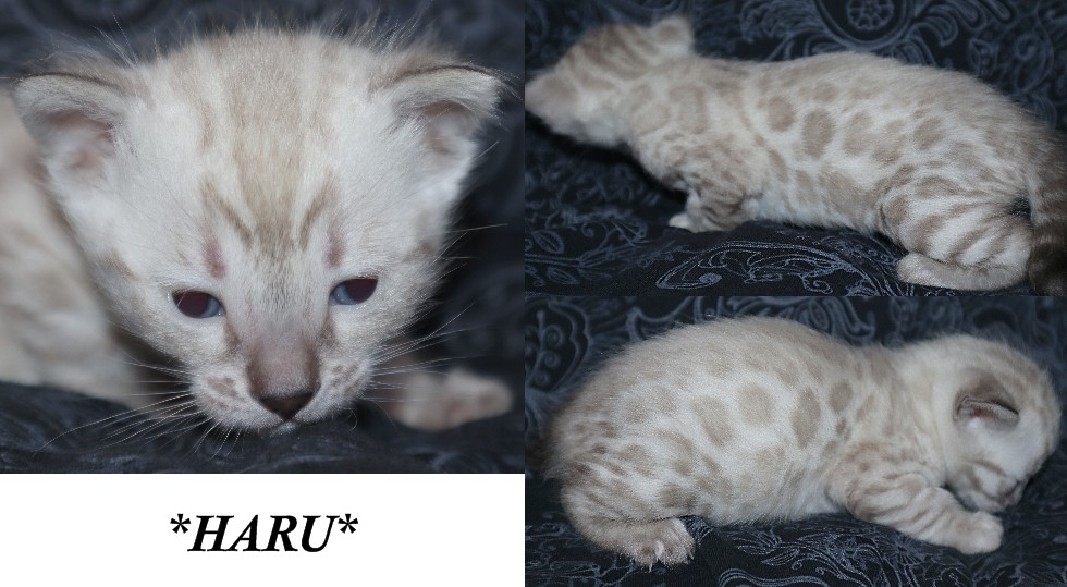 Haru 3 Weeks