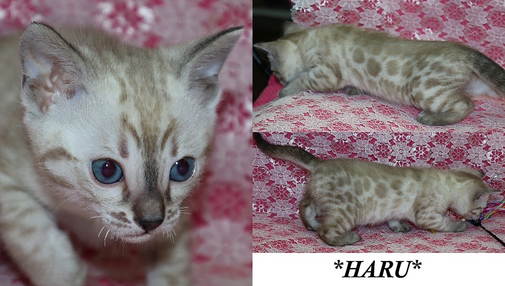 Haru 5 Weeks