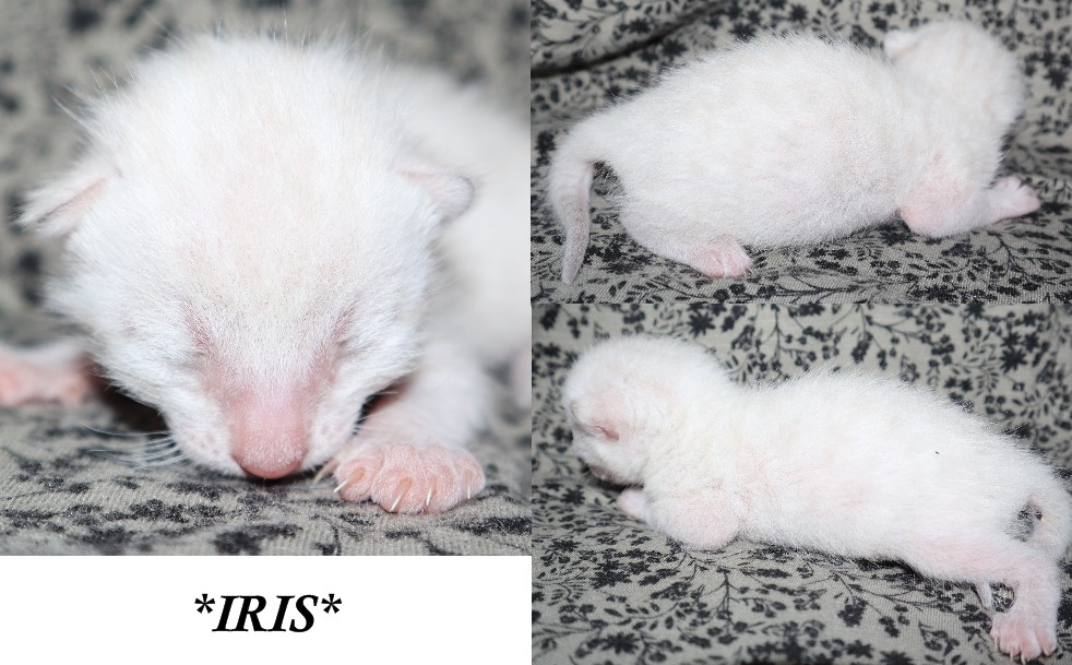 Iris 1 Week