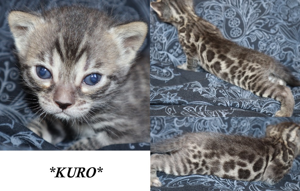Kuro 3 Weeks