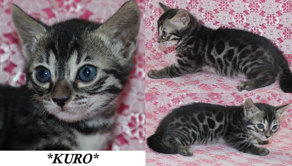 Kuro 5 Weeks