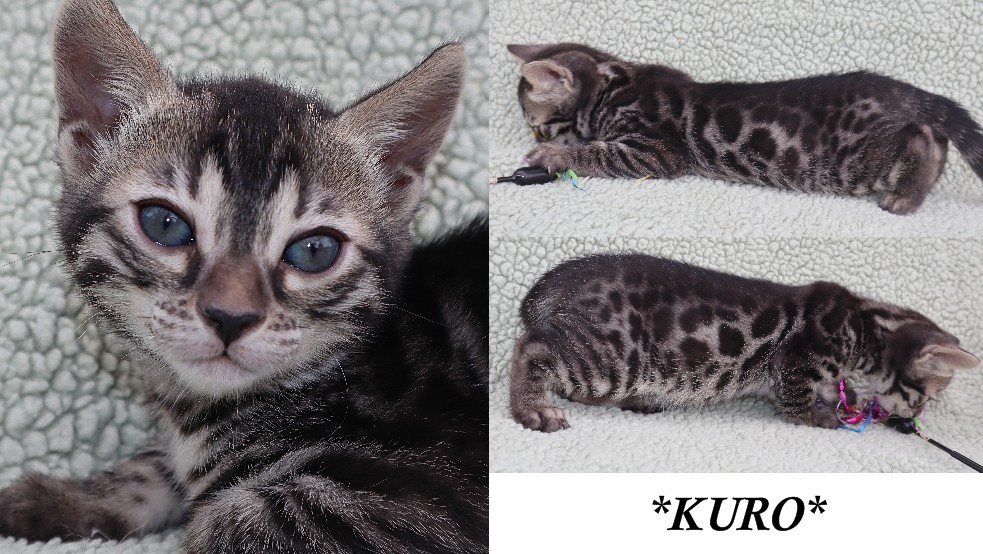 Kuro 6 Weeks