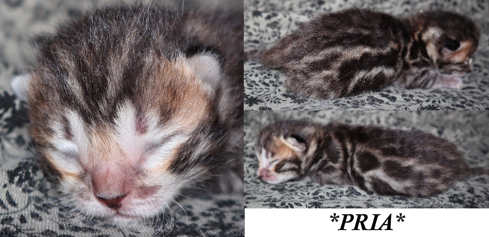 Pria 1 Week