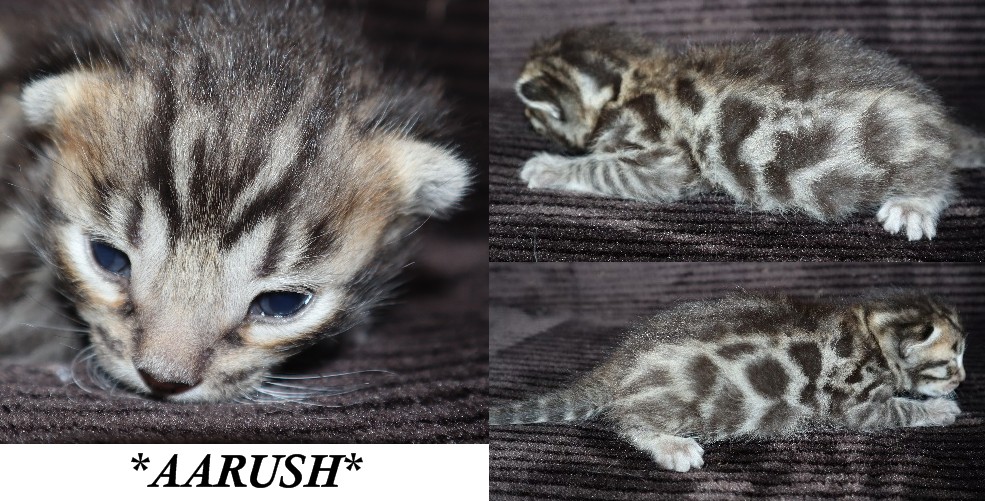 Aarush 2 Weeks