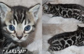 Aarush 4 Weeks