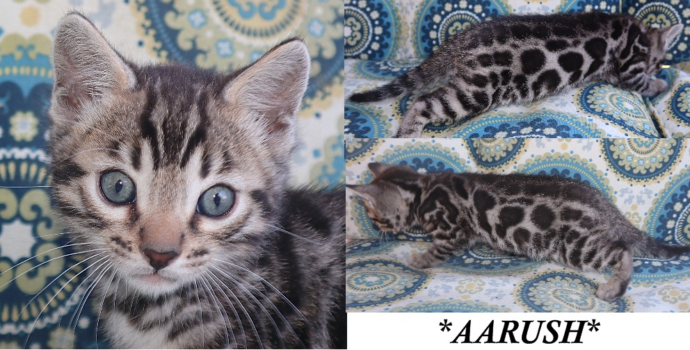 Aarush 6 Weeks
