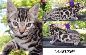 Aarush 8 Weeks