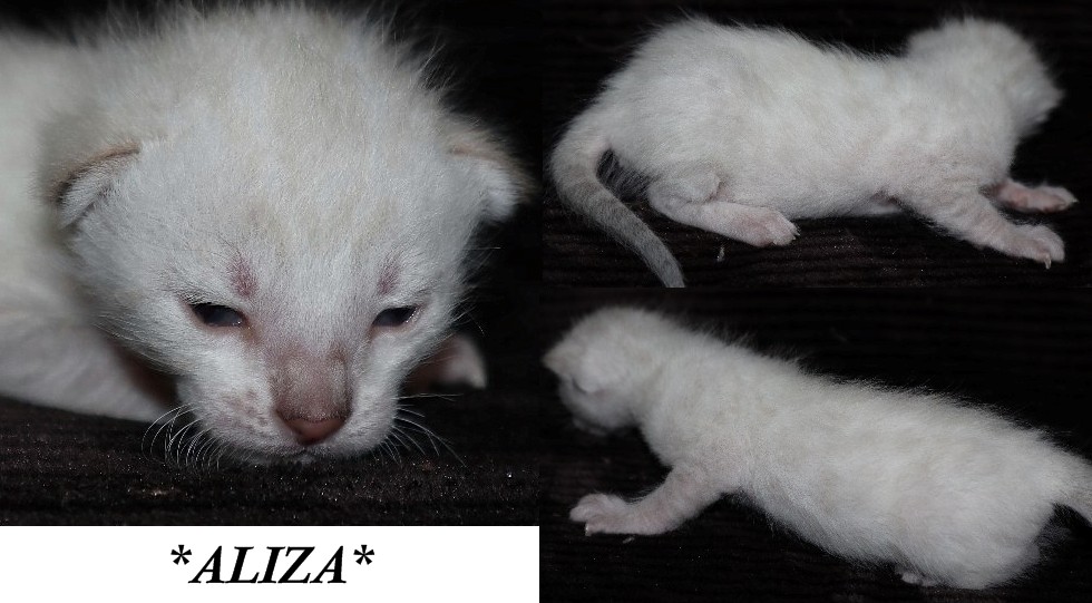 Aliza 2 Weeks