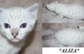 Aliza 4 Weeks