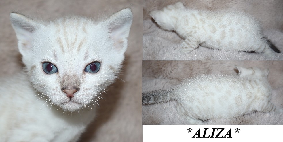 Aliza 4 Weeks