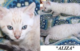 Aliza 6 Weeks