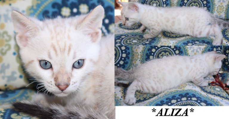 Aliza 6 Weeks
