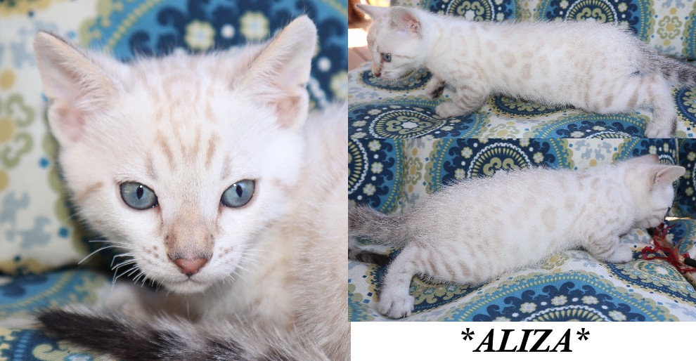 Aliza 6 Weeks